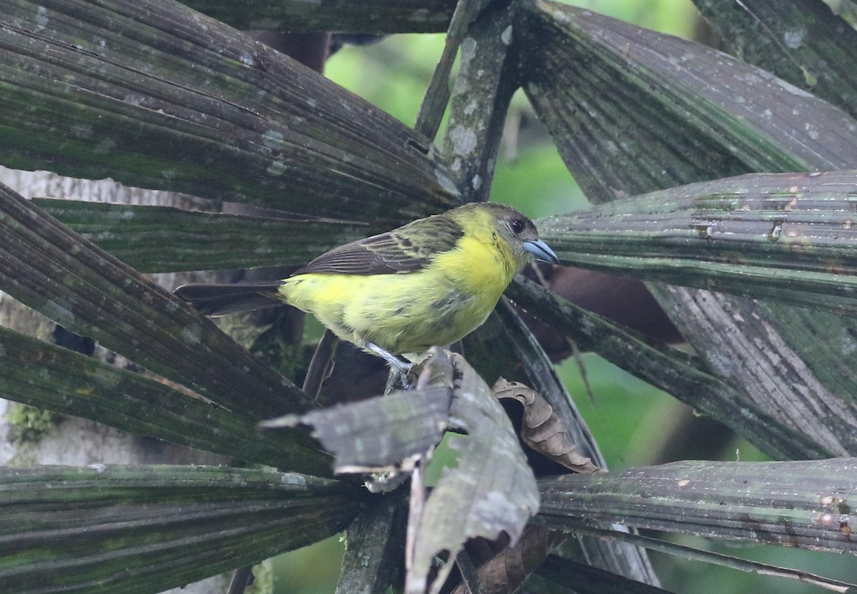 Flame-rumped Tanager - ML125088571