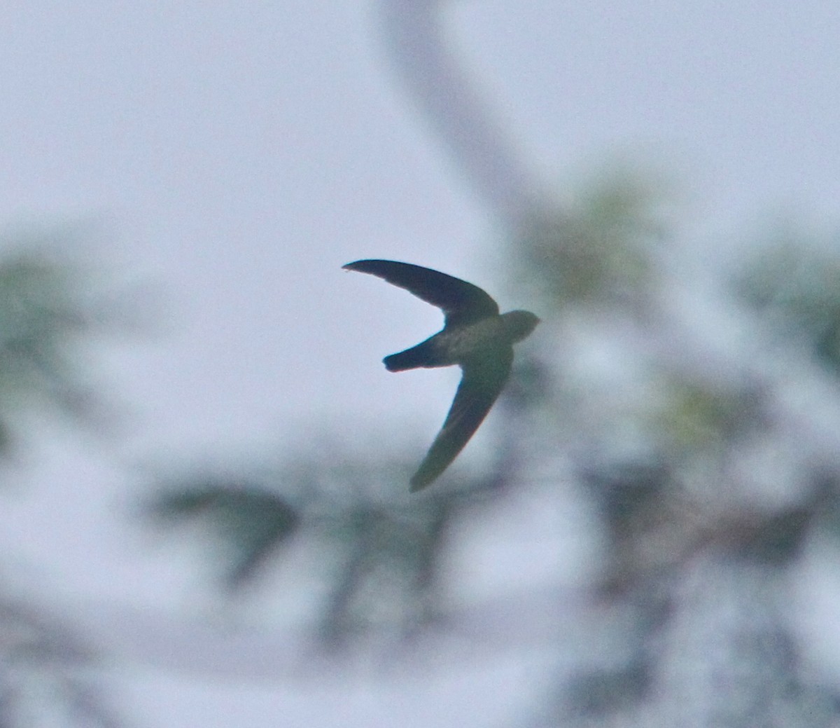 Glossy Swiftlet - Don Roberson