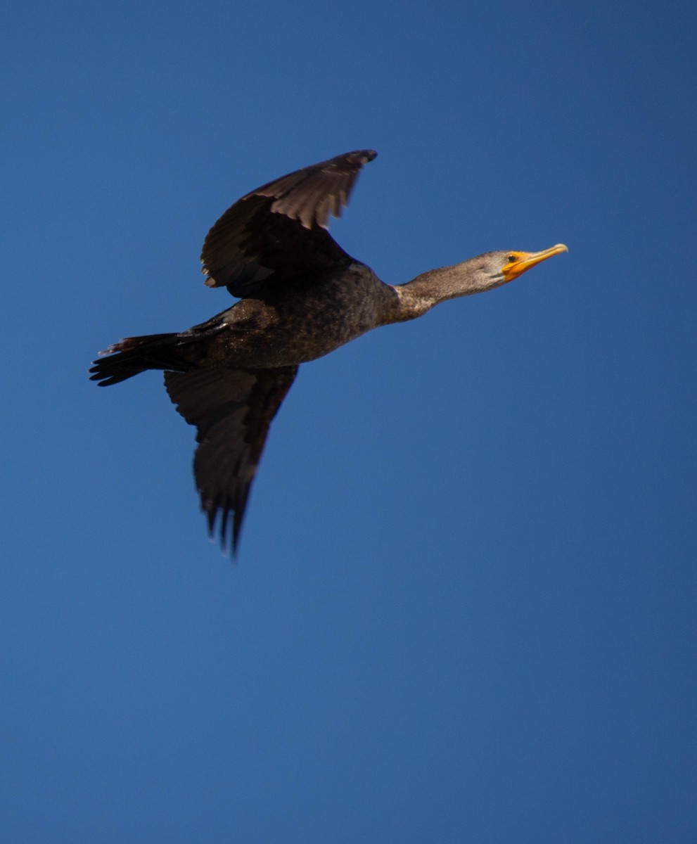 Double-crested Cormorant - Anna Elkins