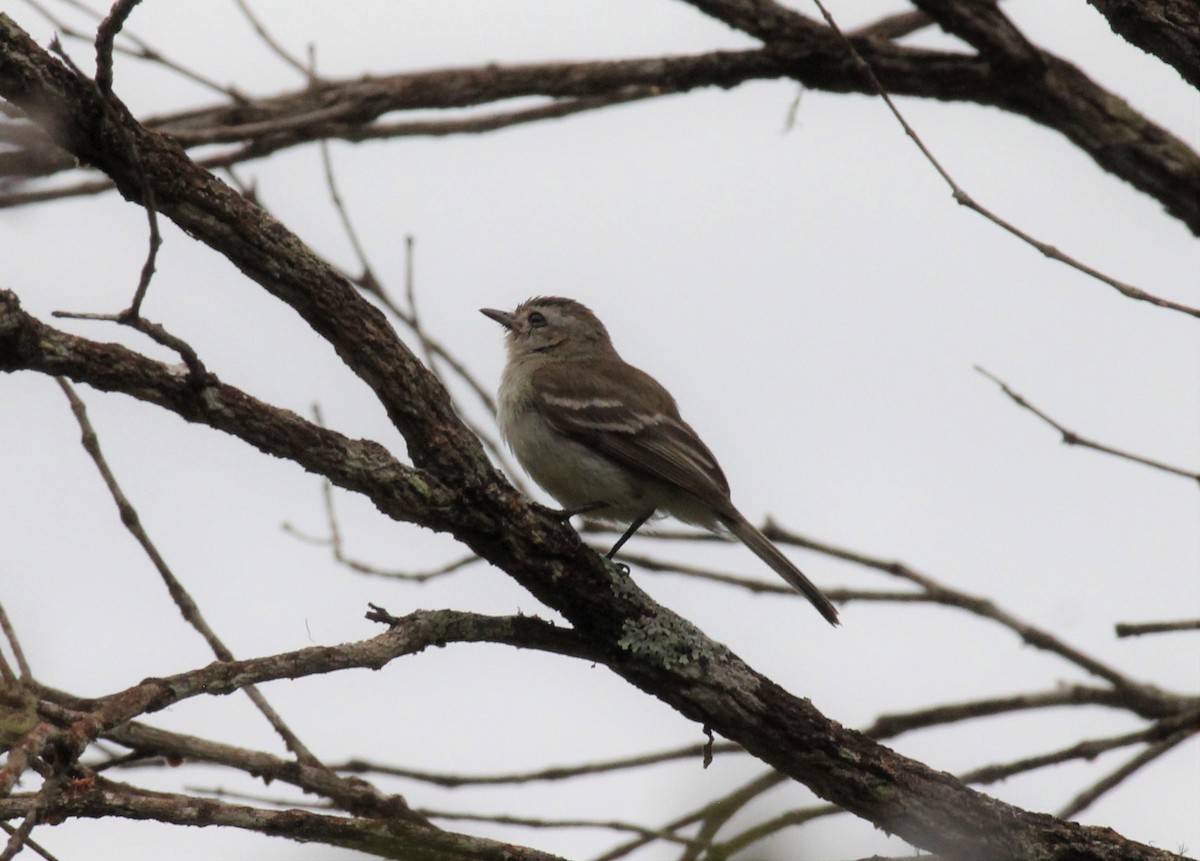 Southern Mouse-colored Tyrannulet - ML125096791