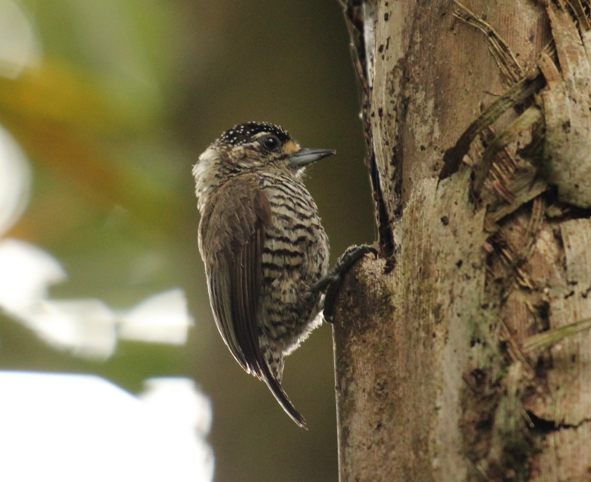 White-barred Piculet - ML125097291
