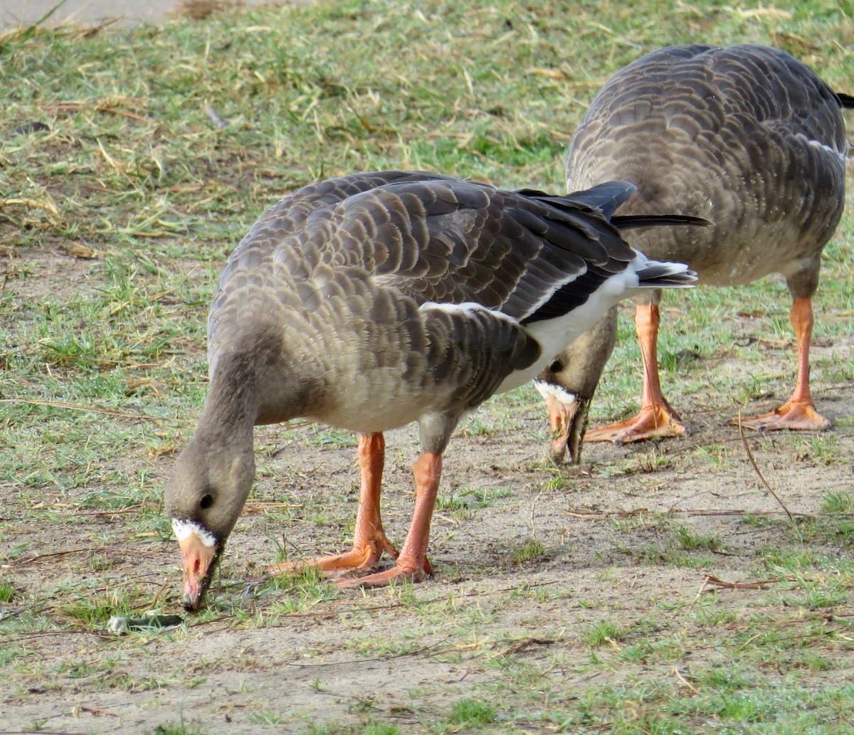 Greater White-fronted Goose - ML125098441