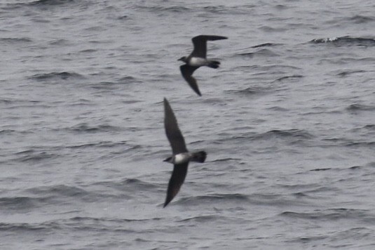 Long-tailed Jaeger - ML125099211