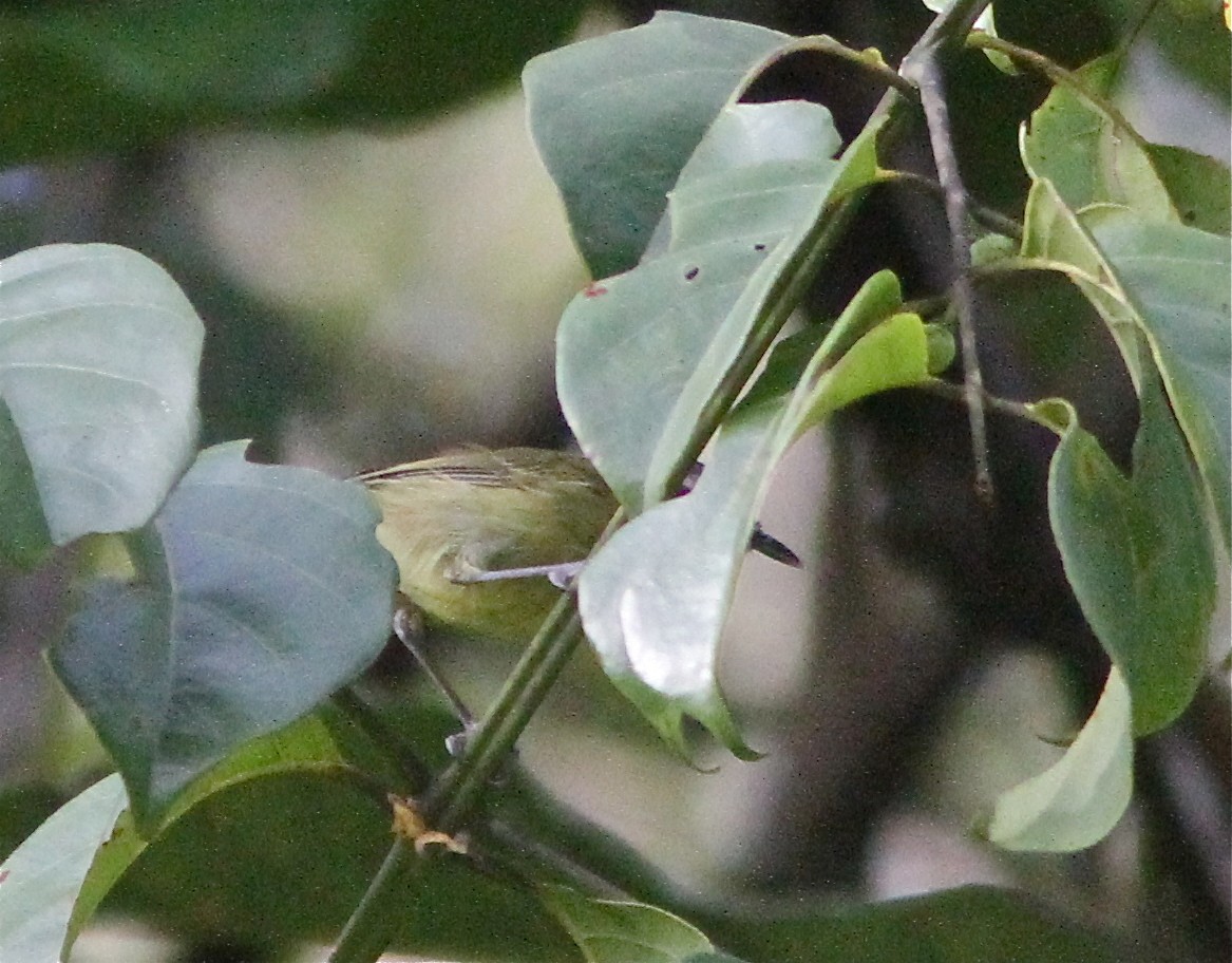 Island Leaf Warbler (Halmahera) - ML125099741