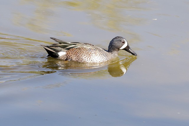 Blue-winged Teal - ML125100941
