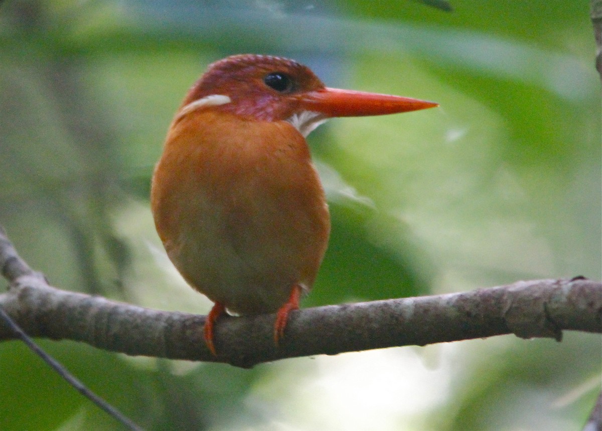Sulawesi Dwarf-Kingfisher - ML125101241