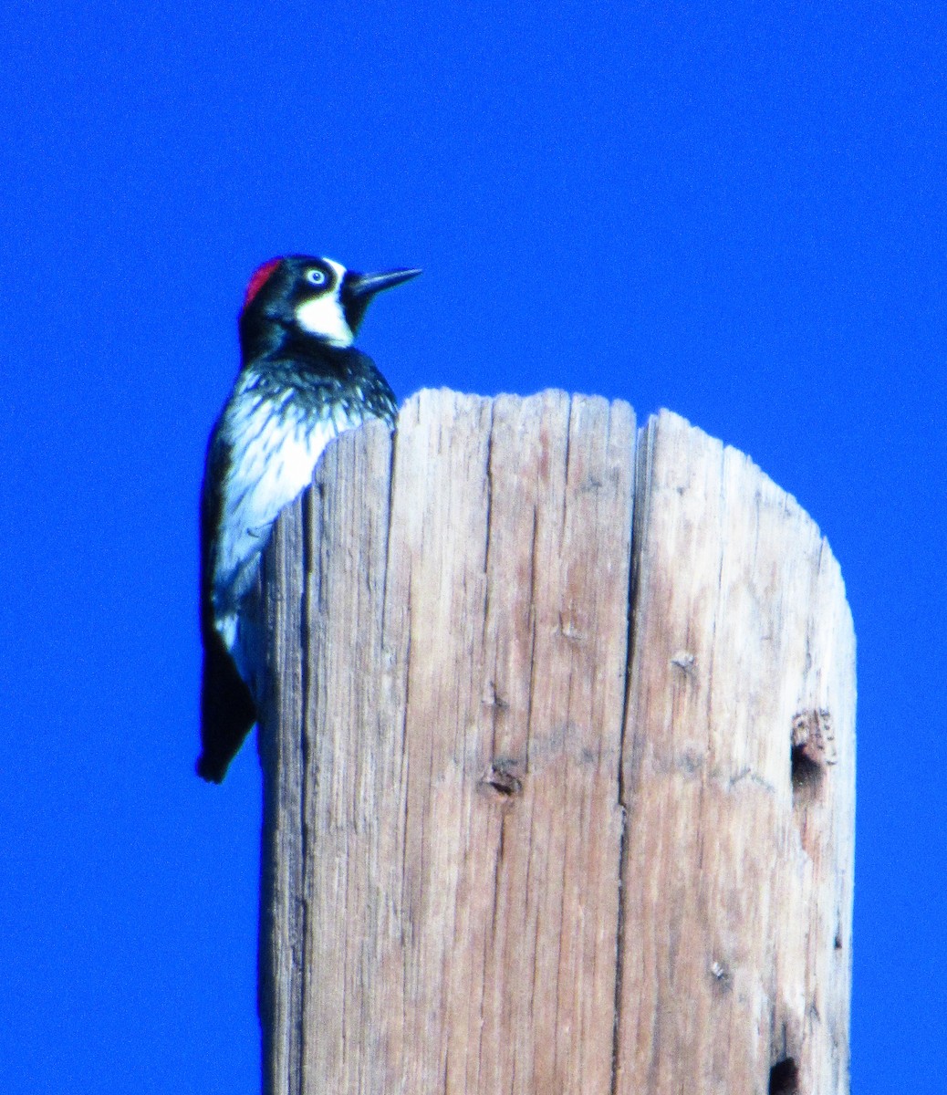 Acorn Woodpecker - ML125107201