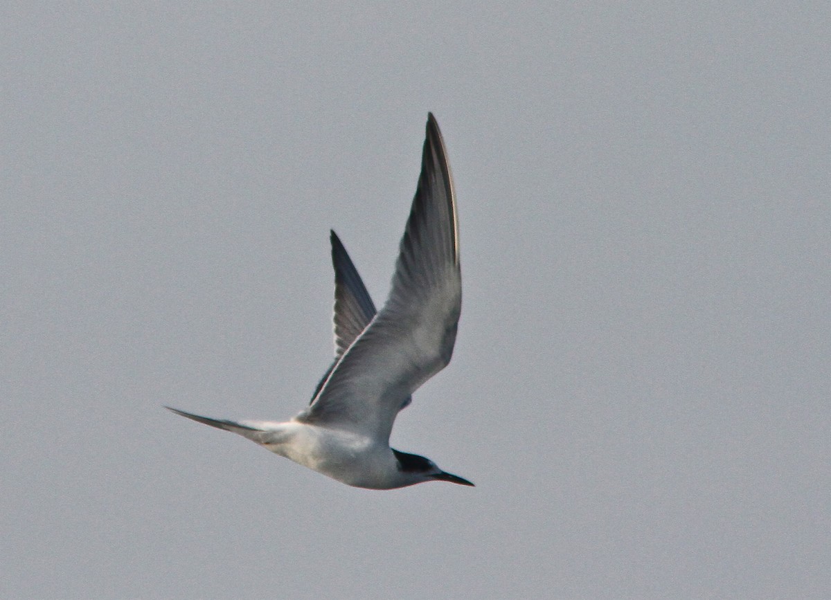 Common Tern (longipennis) - Don Roberson