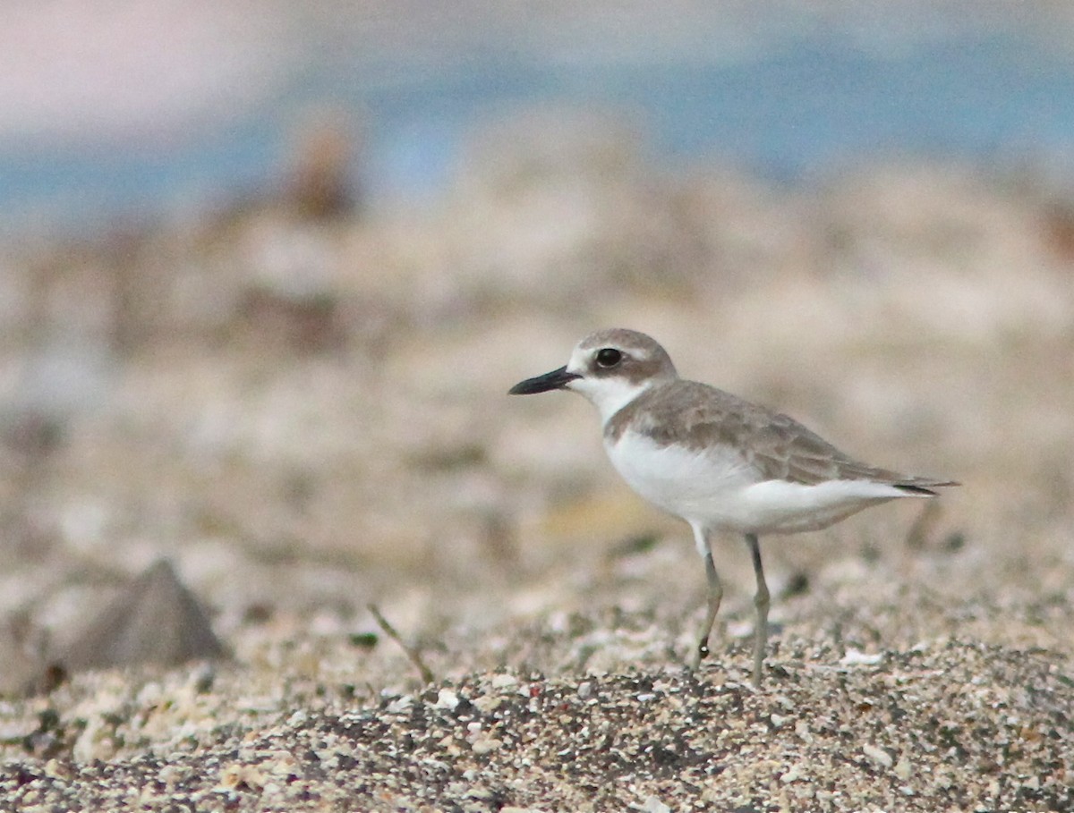 Greater Sand-Plover - Don Roberson