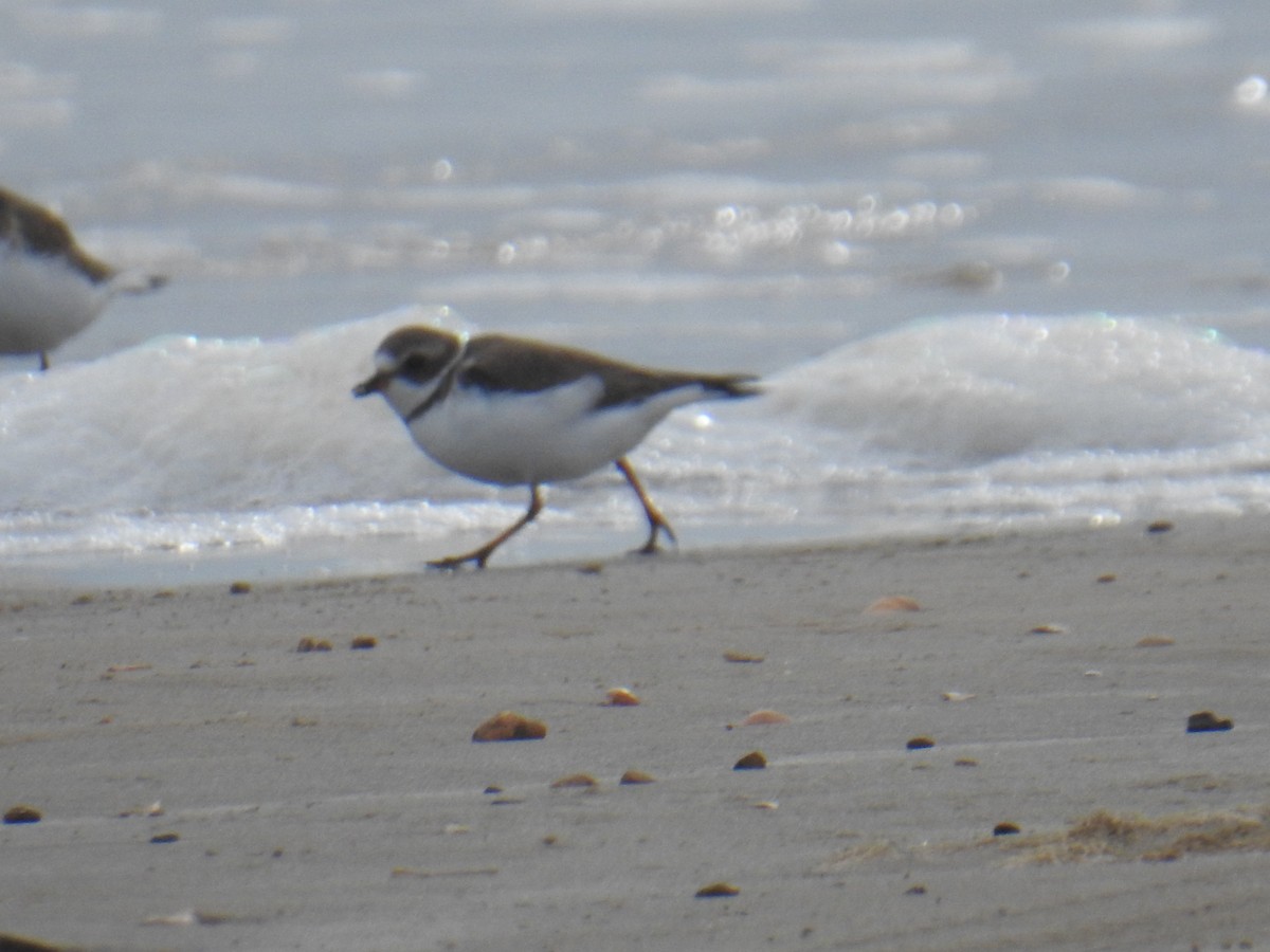 Semipalmated Plover - ML125110371