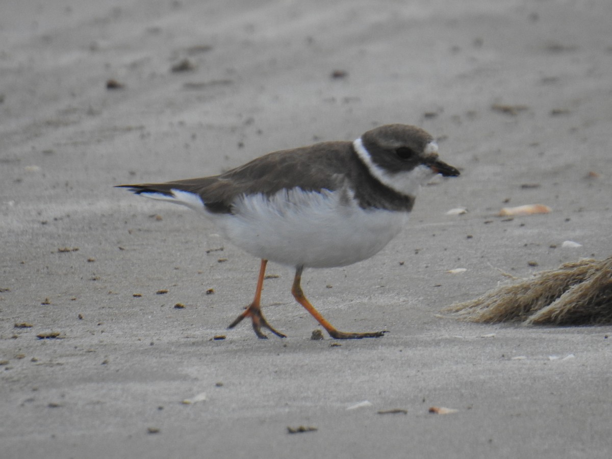 Semipalmated Plover - ML125110381