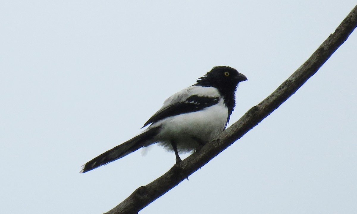 Magpie Tanager - ML125110871
