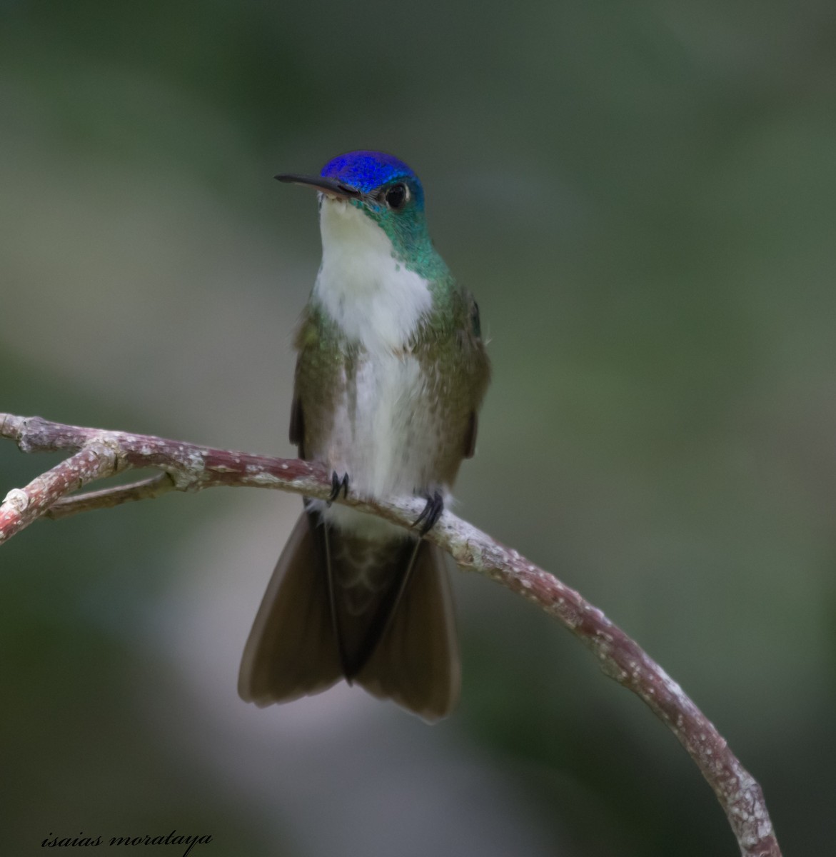 Azure-crowned Hummingbird - Isaias Morataya