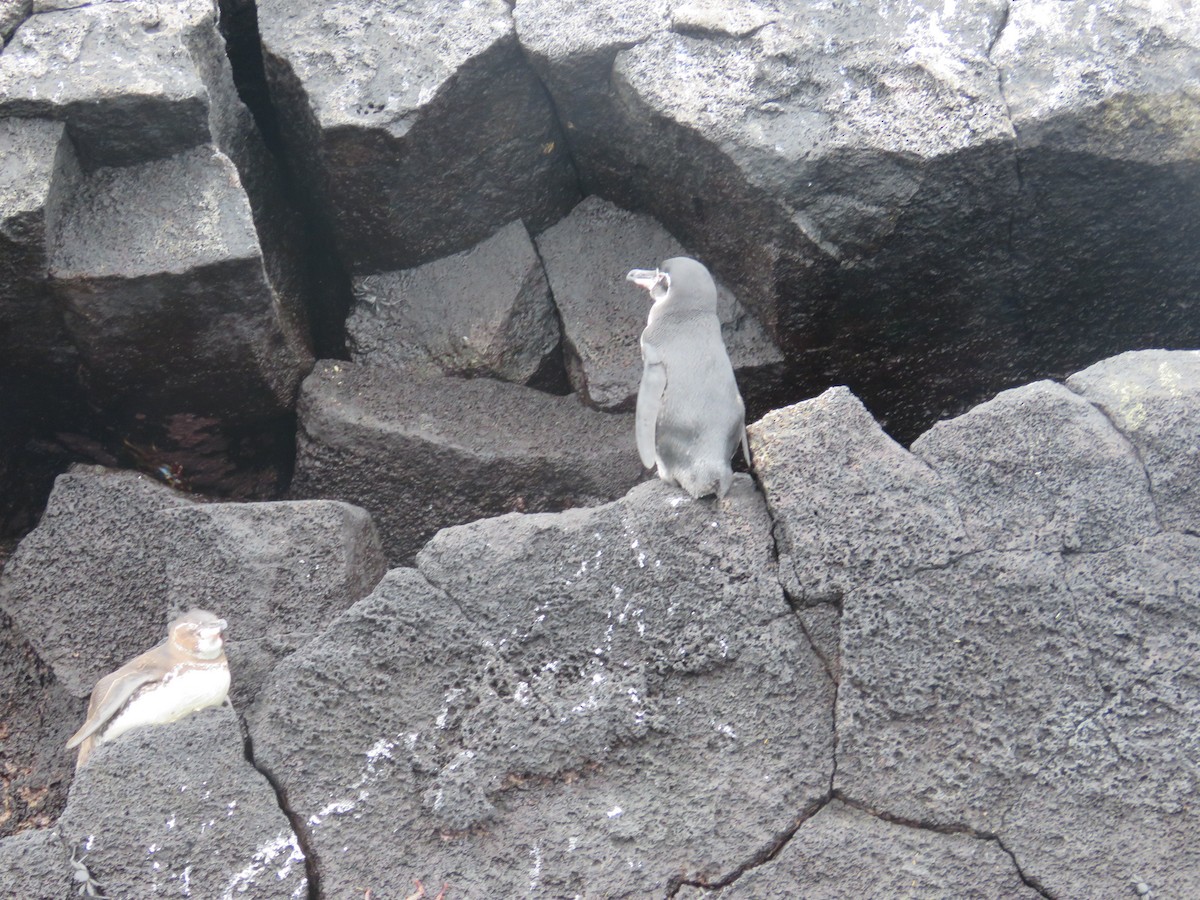Galapagos Penguin - Pat  Lueders