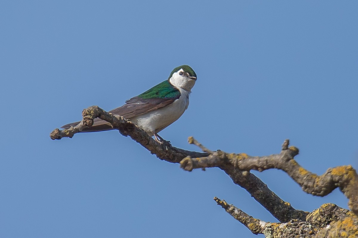 Violet-green Swallow - ML125120241