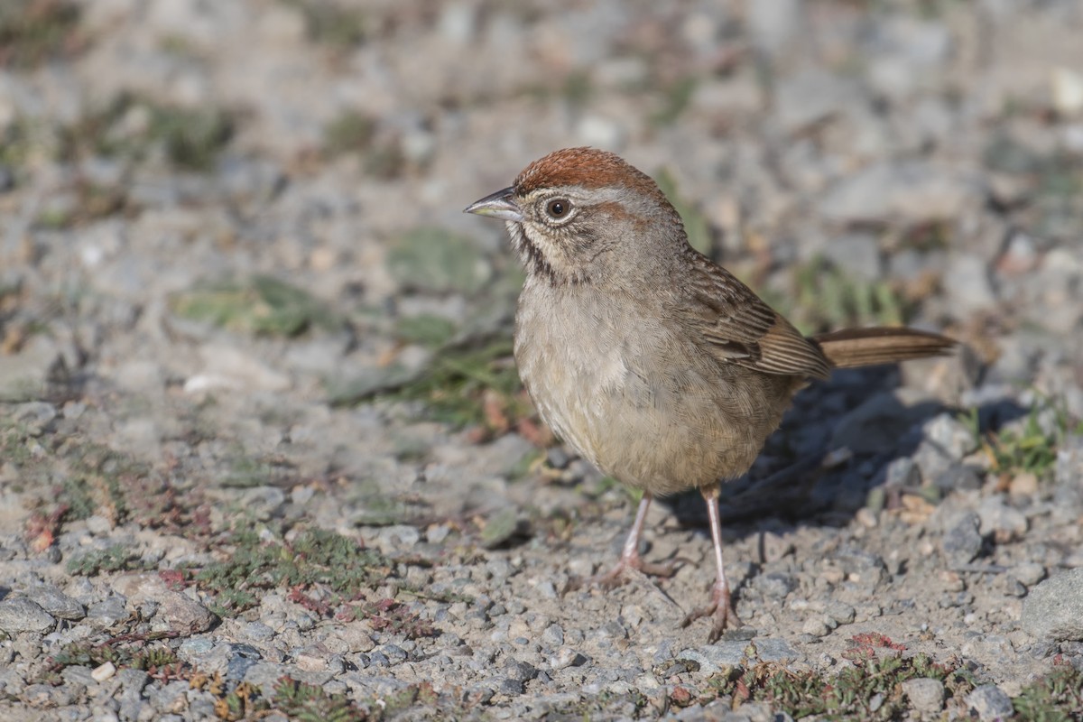 Rufous-crowned Sparrow - ML125120641