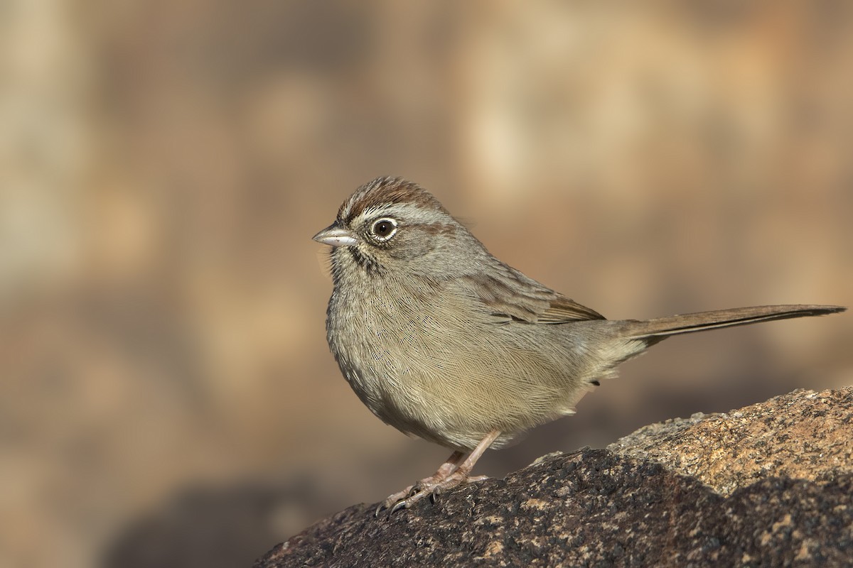 Rufous-crowned Sparrow - Bradley Hacker 🦜
