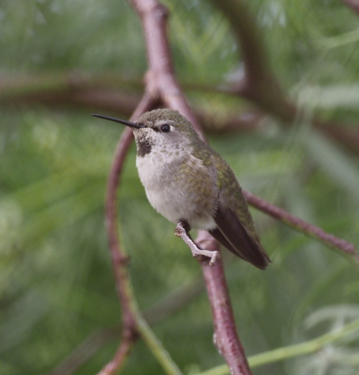 Anna's Hummingbird - Cin-Ty Lee