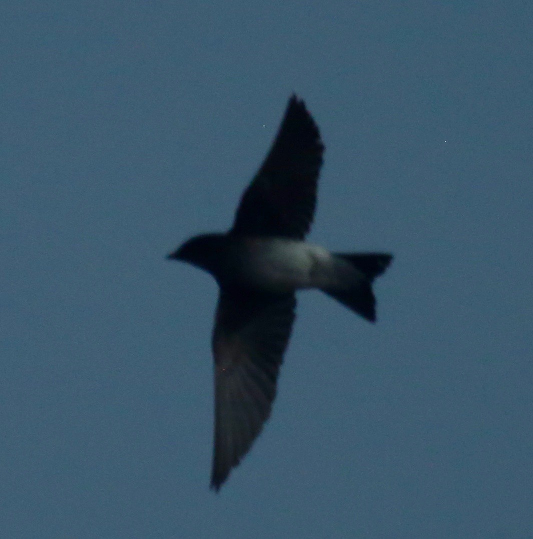 Southern Rough-winged Swallow - Randy Bumbury