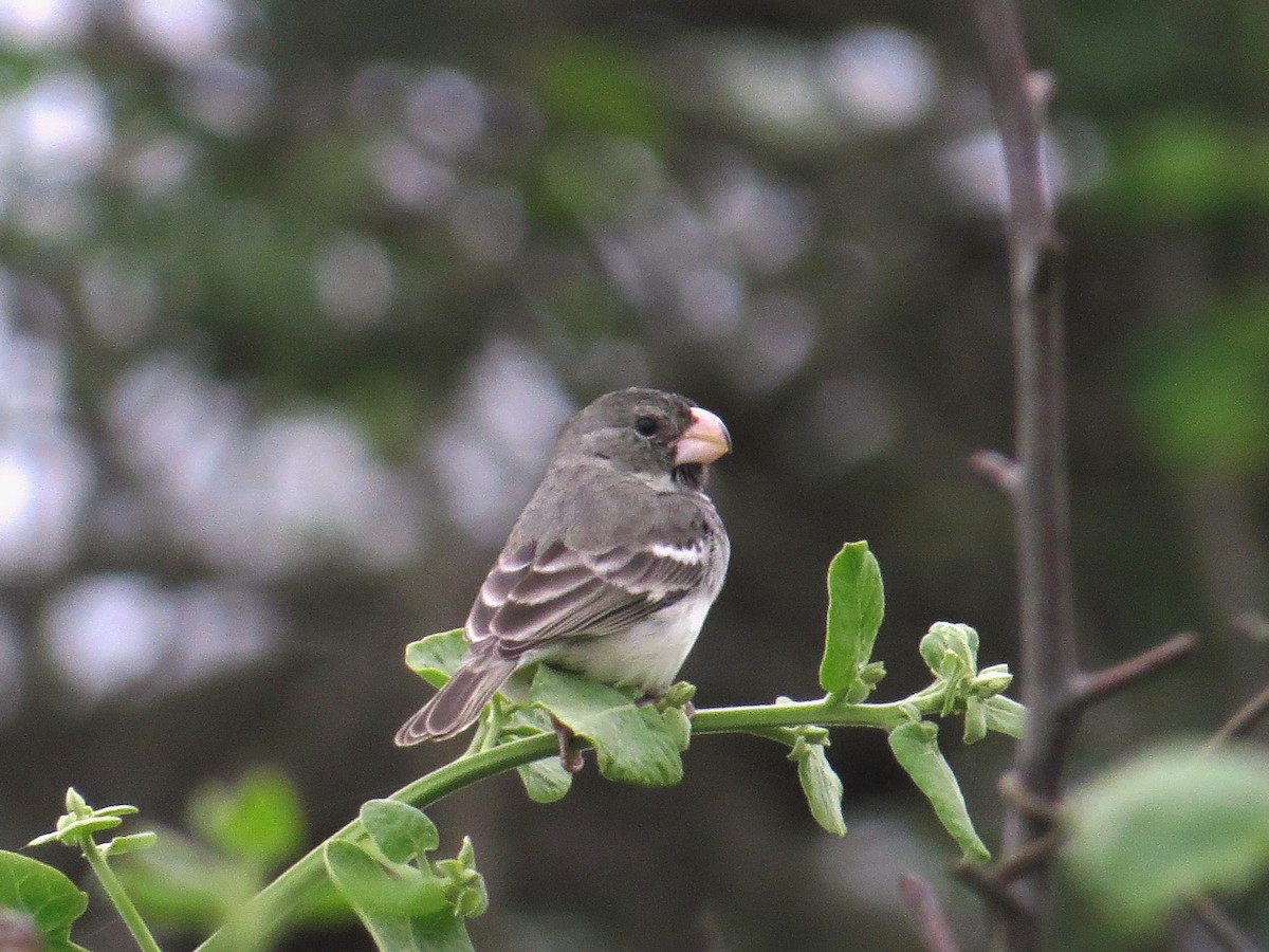 Parrot-billed Seedeater - WS Barbour