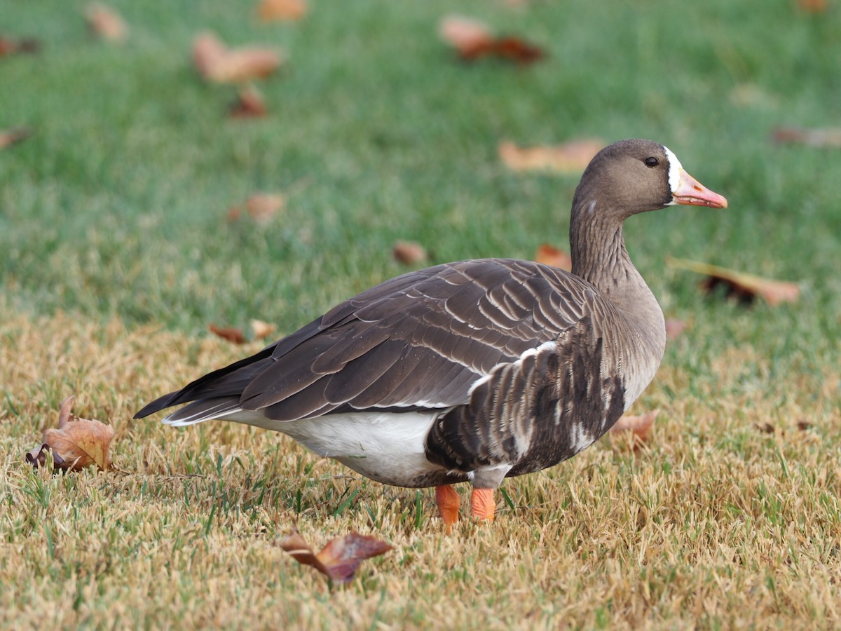 Greater White-fronted Goose - Cin-Ty Lee