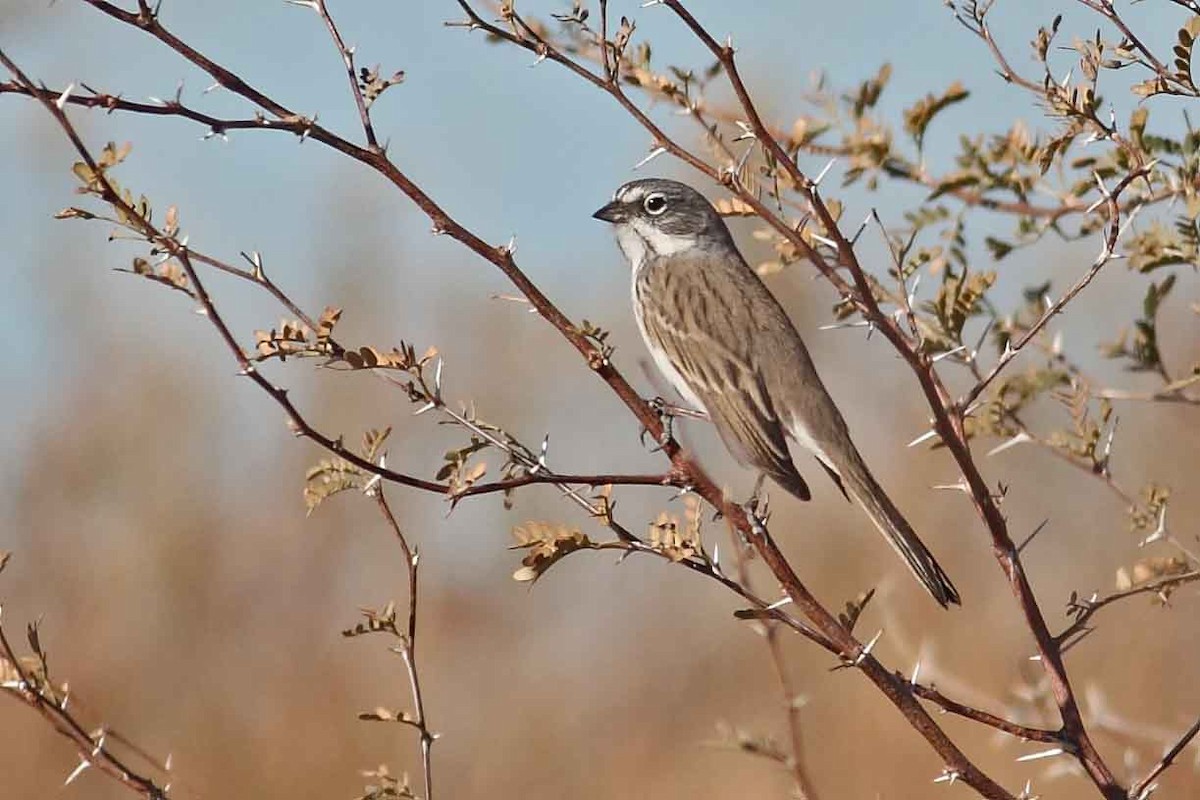 Sagebrush Sparrow - Daniel Mitev
