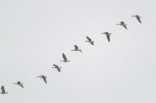 Greater White-fronted Goose, ML125134531