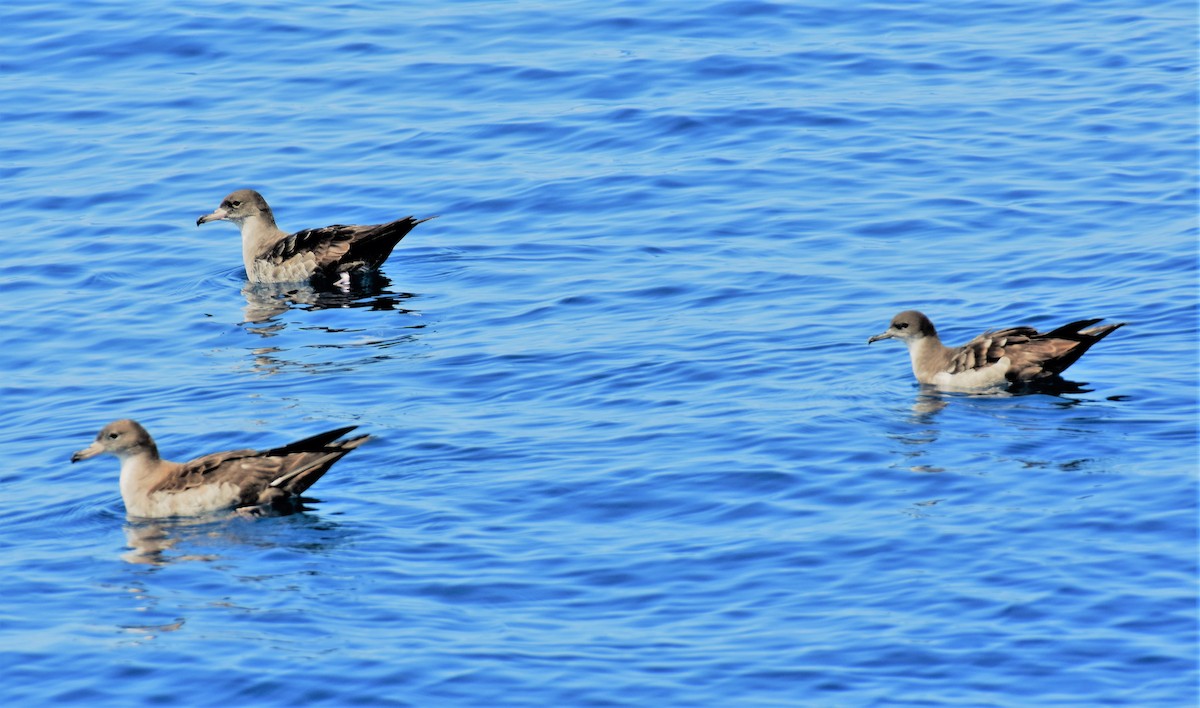 Pink-footed Shearwater - ML125134721