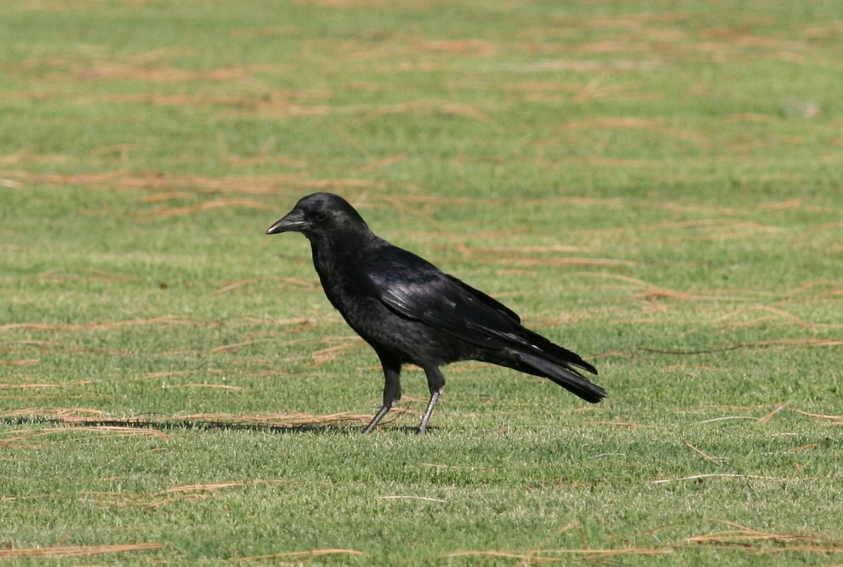 American Crow - ML125135081
