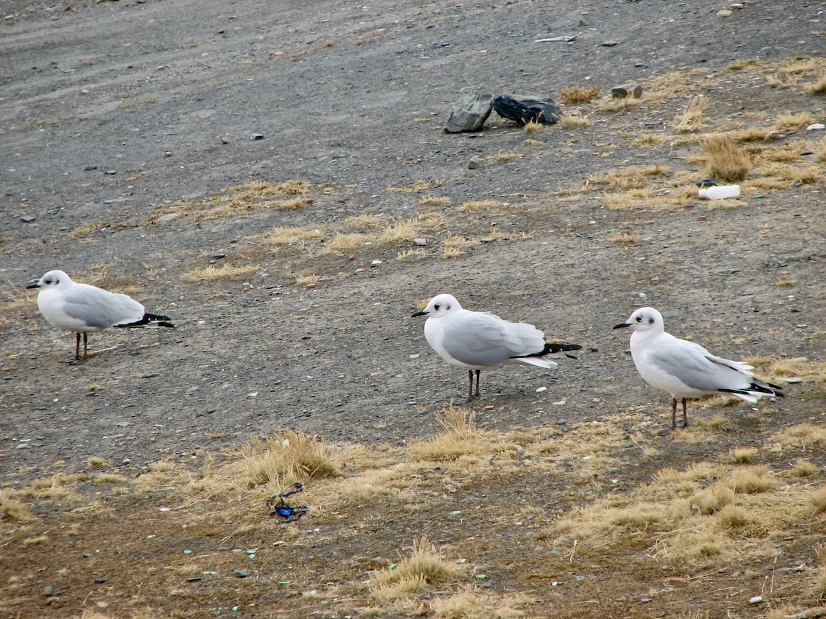Andean Gull - P Chappell