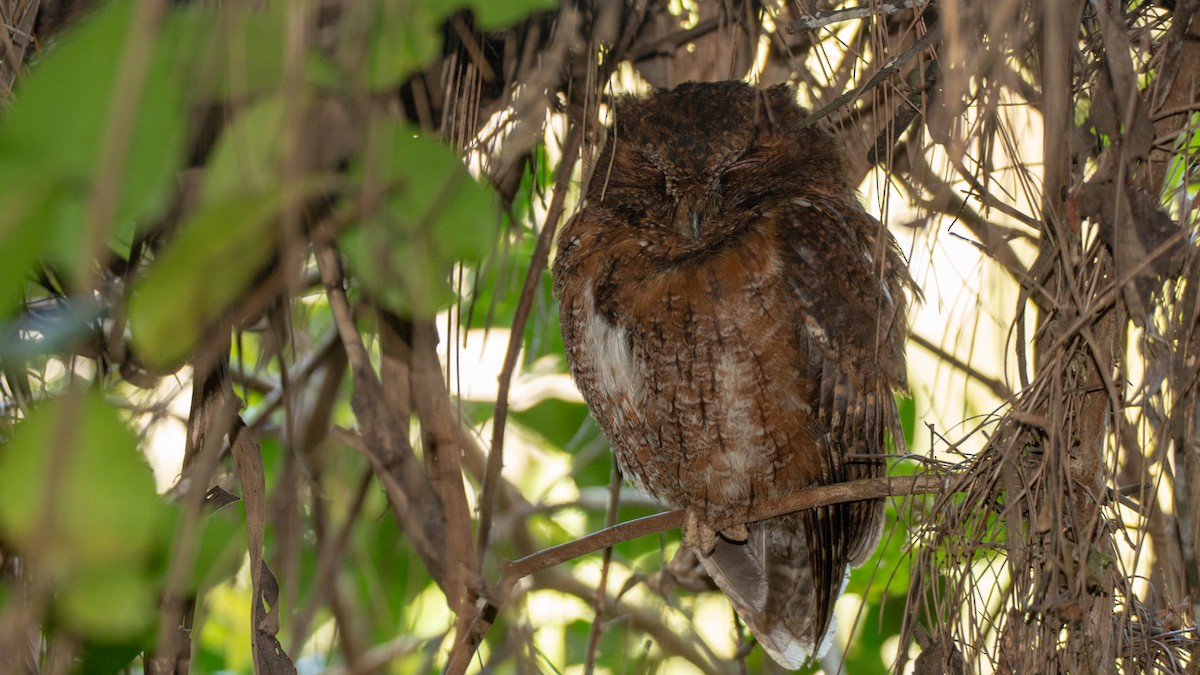 Madagascar Scops-Owl (Rainforest) - Jean-Sébastien Guénette