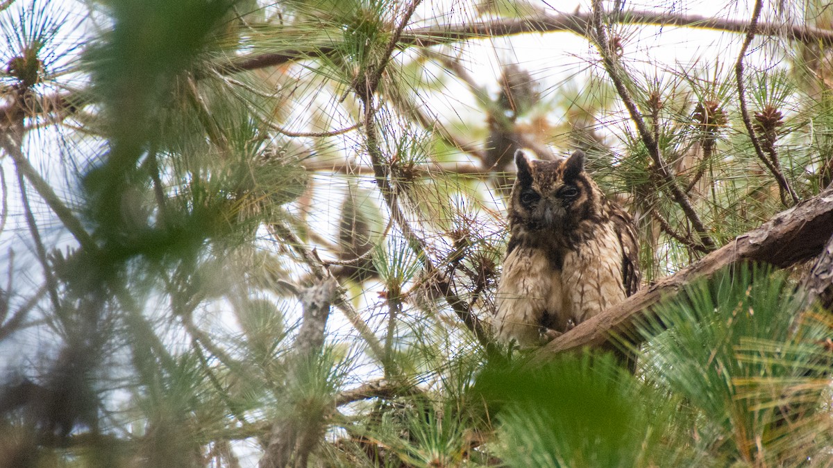 Madagascar Owl - ML125139111