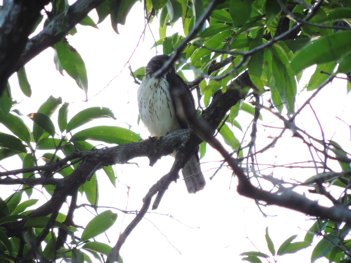 Short-tailed Hawk - Agustín Gomez Tuxtla Birding-Club