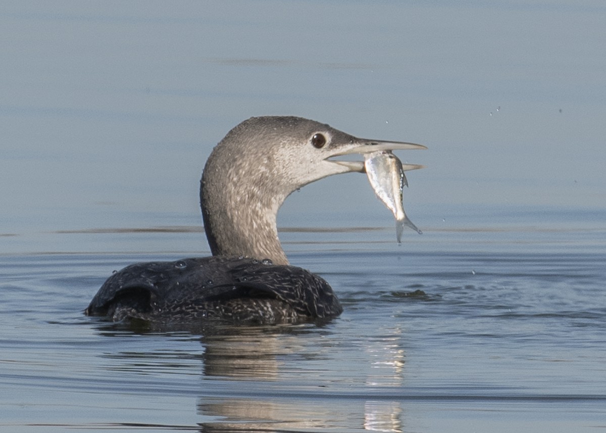 Red-throated Loon - ML125140021
