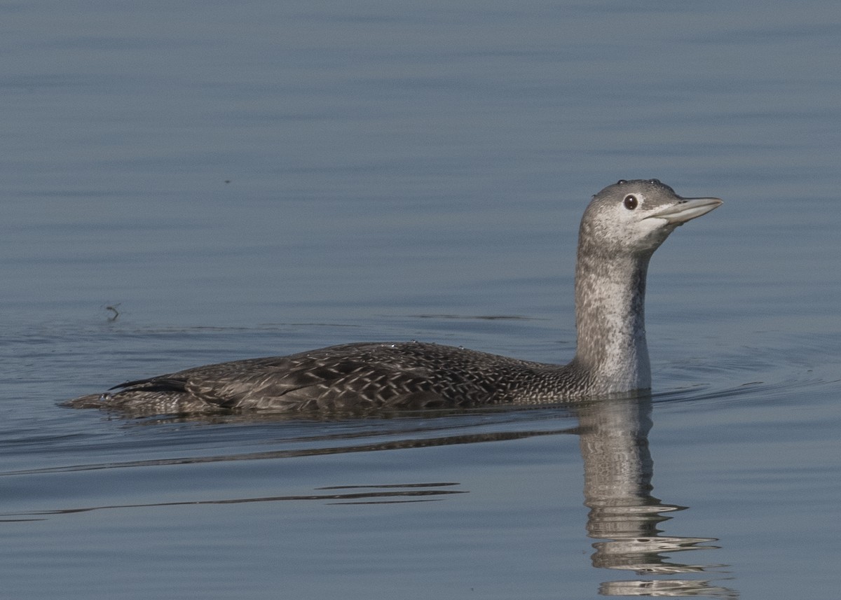 Red-throated Loon - ML125140031