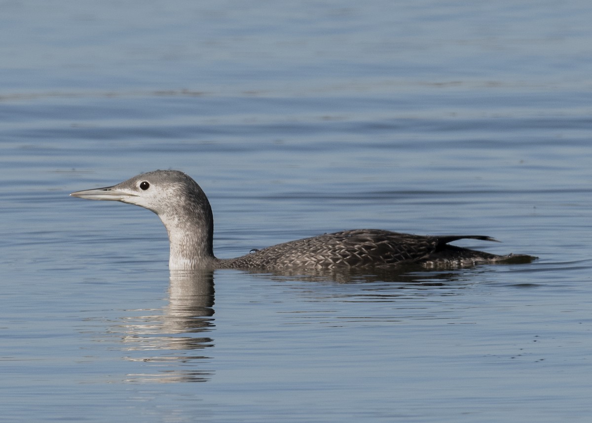 Red-throated Loon - Michael Linz