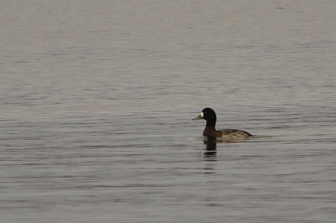 Greater Scaup - Kaitlin Brough