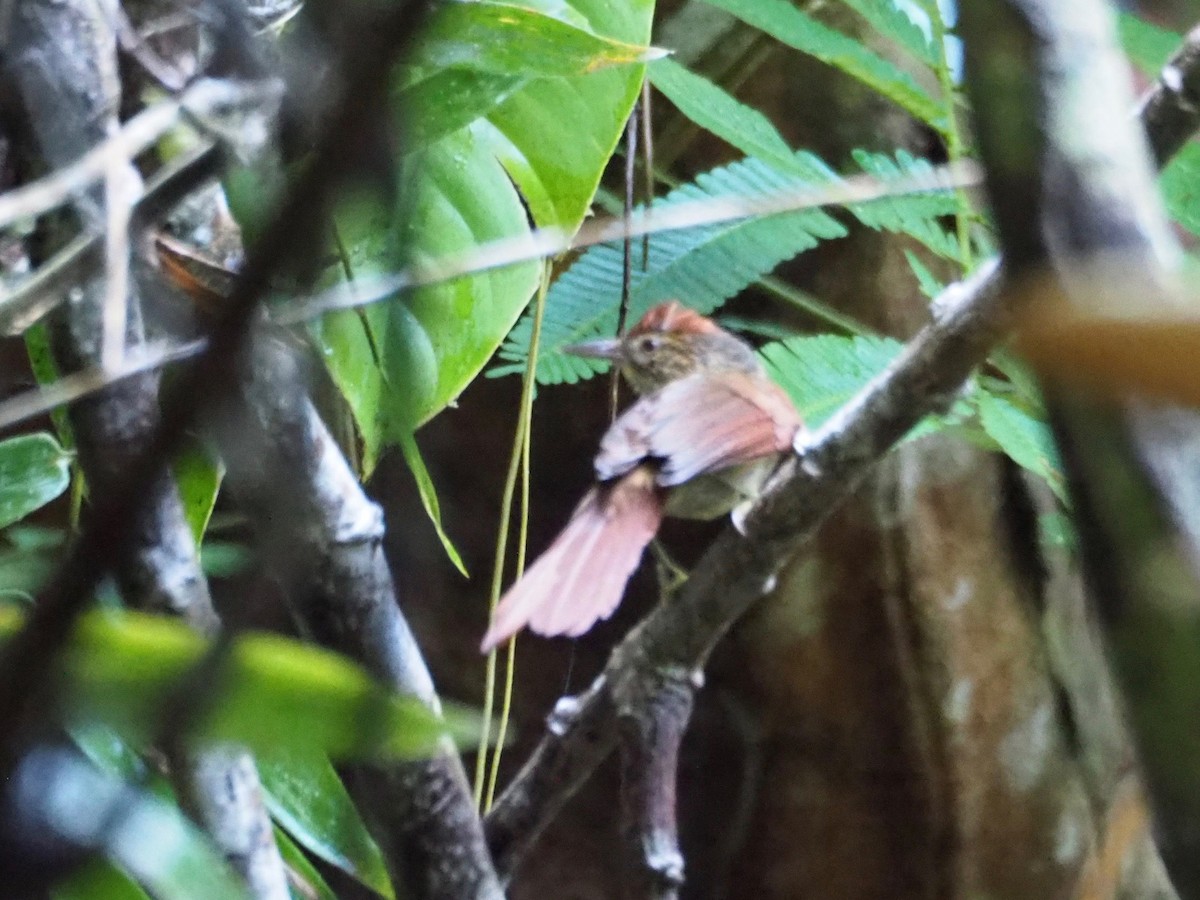 Speckled Spinetail - ML125144991
