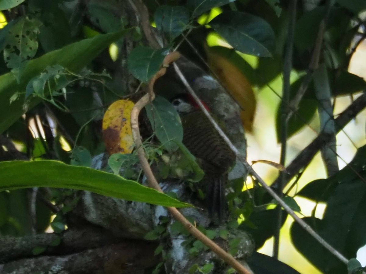 Spot-breasted Woodpecker - ML125147631