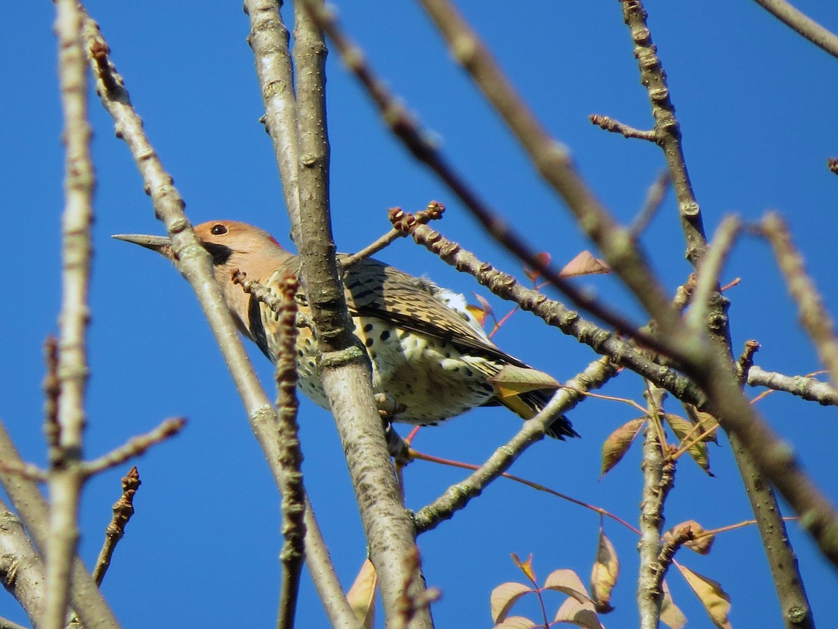 Northern Flicker (Yellow-shafted) - ML125149131