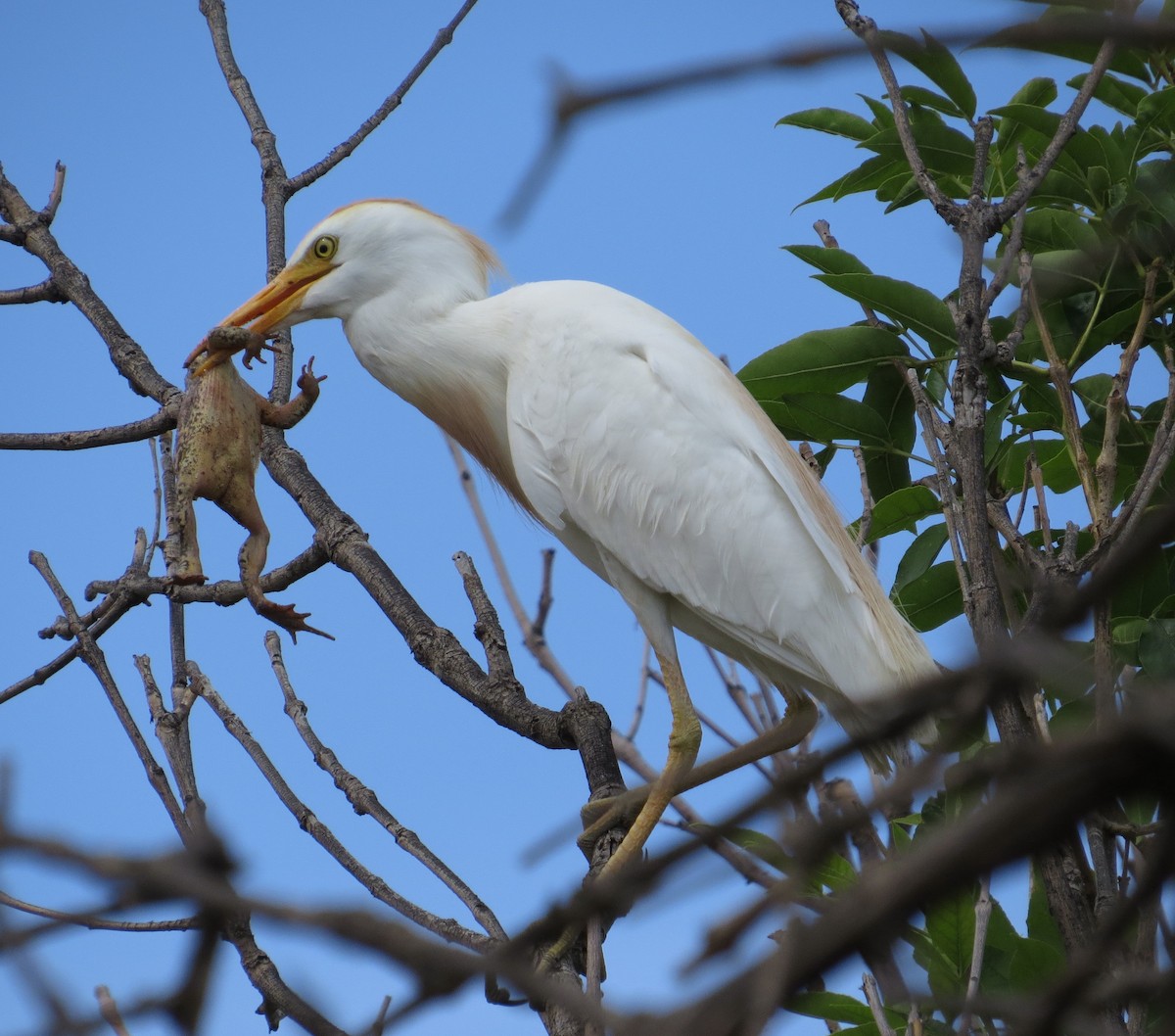 Western Cattle Egret - Brittany O'Connor