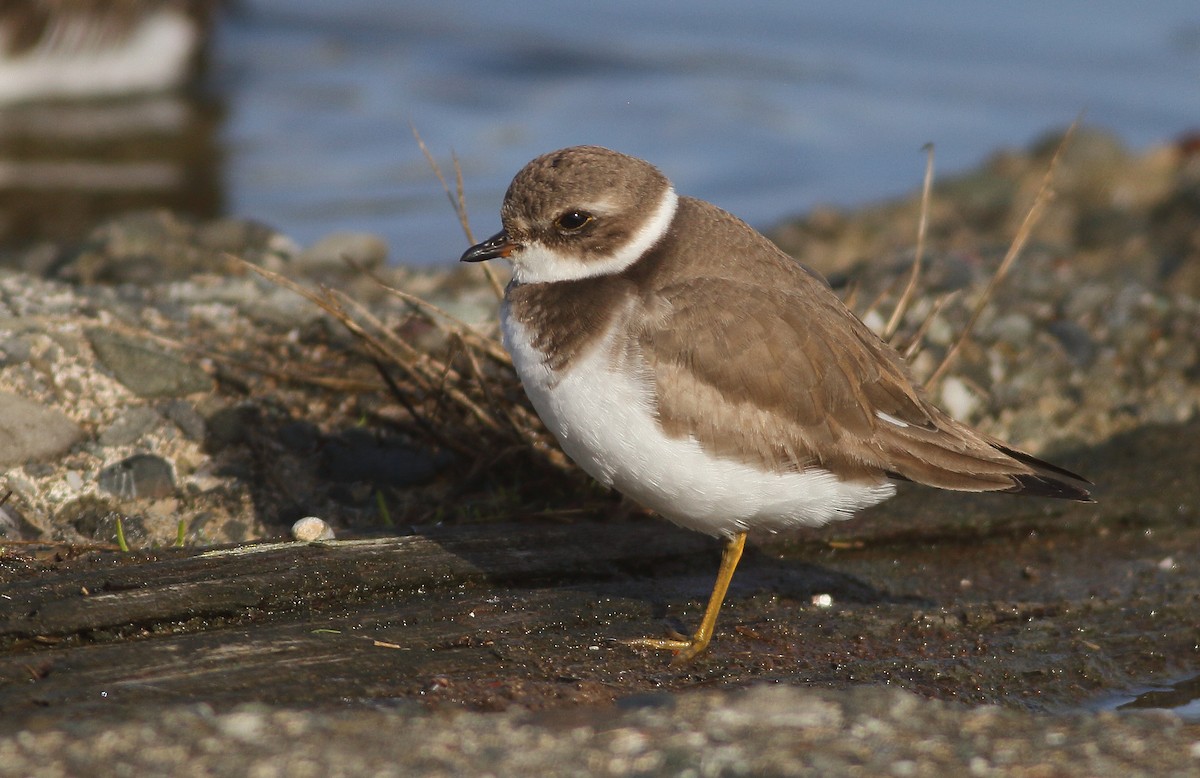 Semipalmated Plover - Andrew Johnson