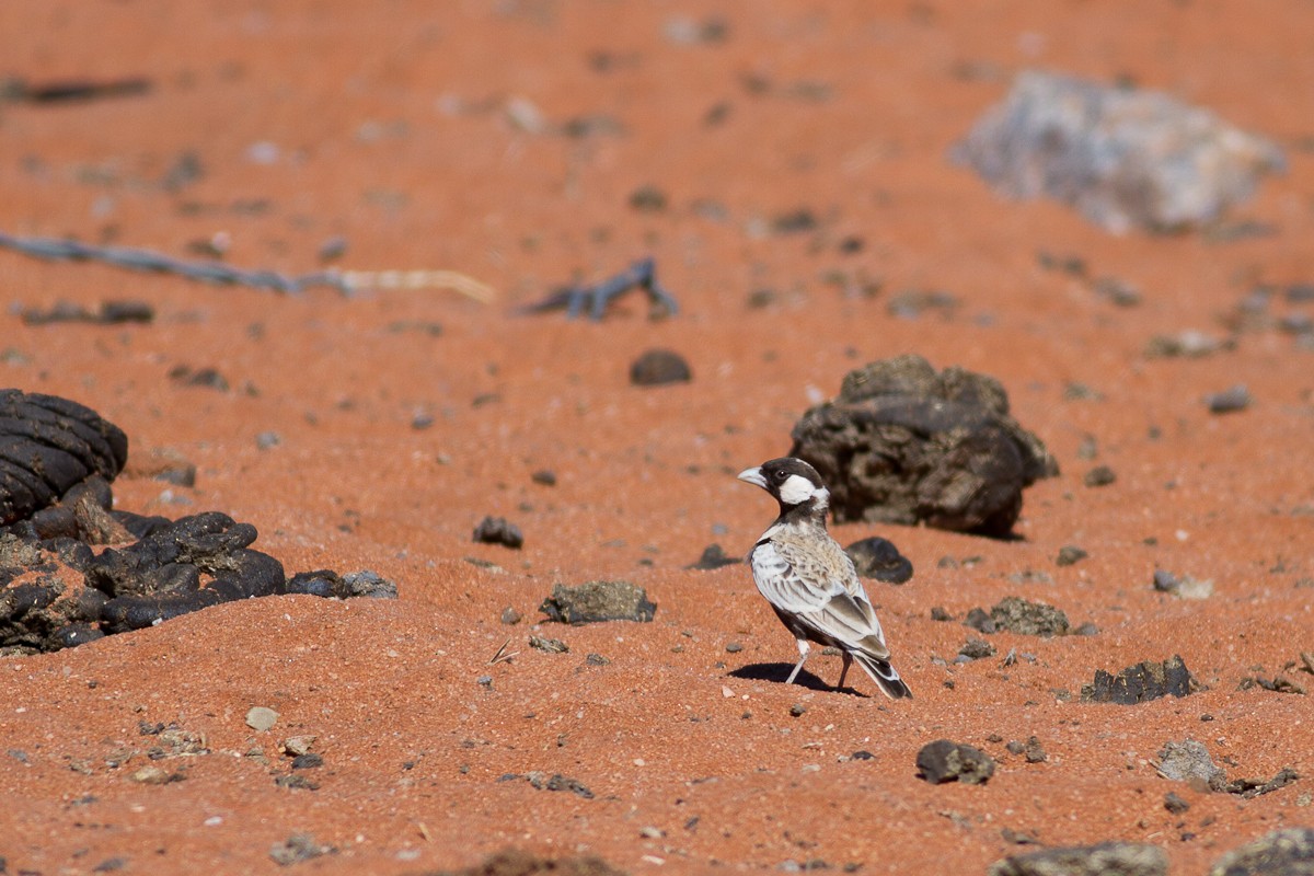 Gray-backed Sparrow-Lark - Raphael Lebrun