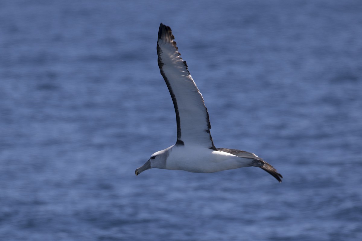 White-capped Albatross - ML125158491