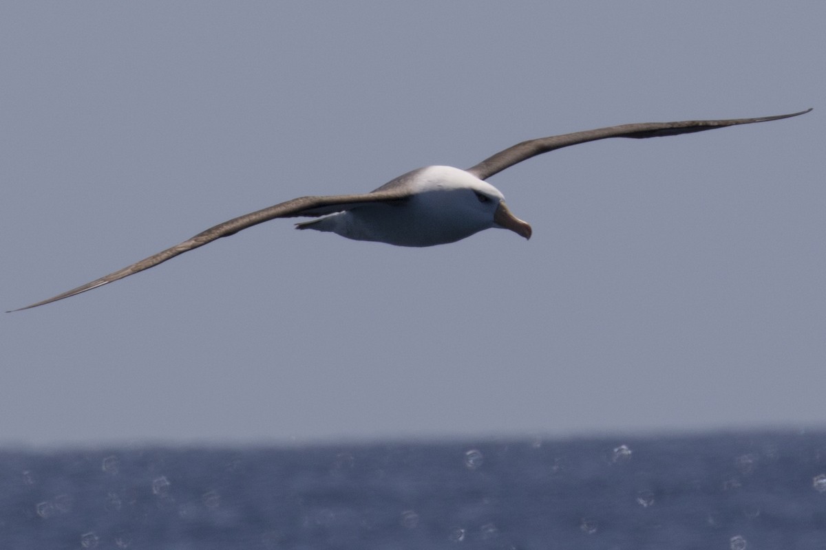 Black-browed Albatross (Campbell) - ML125158531