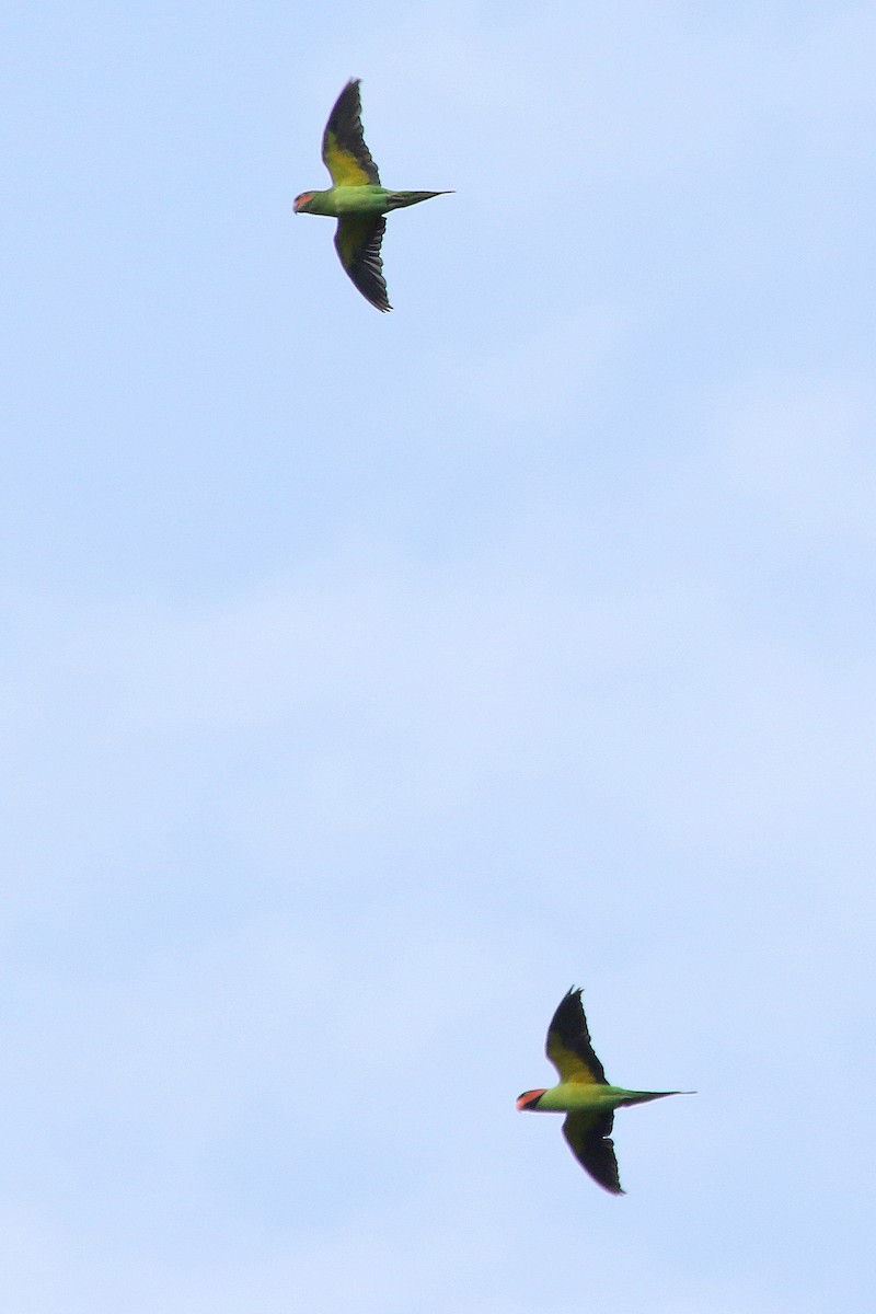 Long-tailed Parakeet - Steve Rottenborn