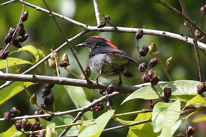 Scarlet-backed Flowerpecker - Steve Rottenborn