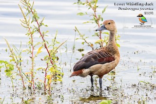 Lesser Whistling-Duck, ML125160011