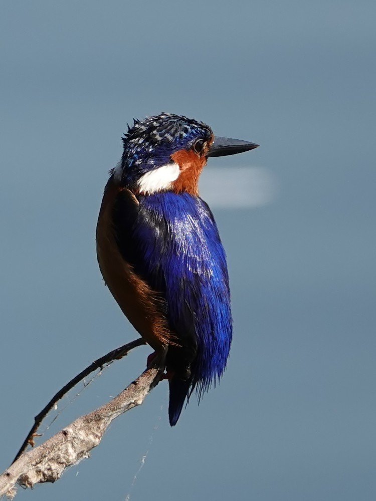 Malagasy Kingfisher - ML125164201