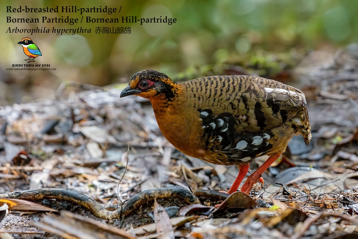 Red-breasted Partridge - ML125164501